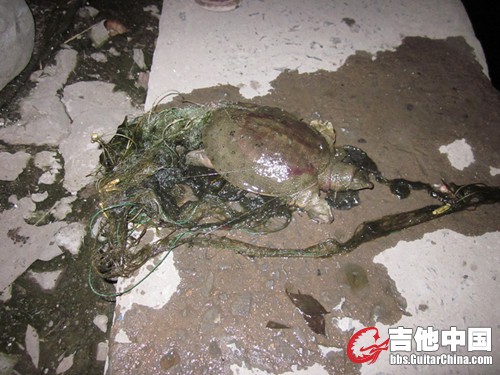 我在天津海河边，发现的它！