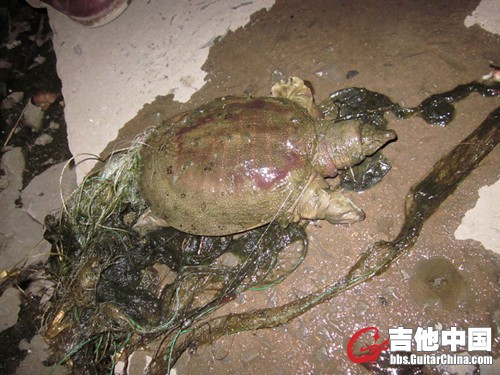 身上裹着渔网！很显然是被渔网缠死的！它最少有20多厘米！