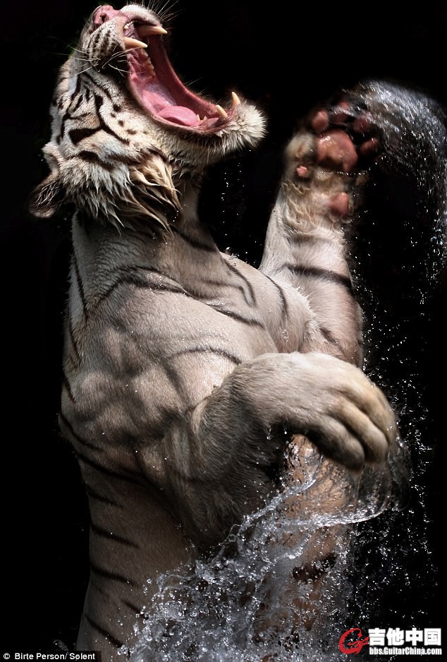 091010_edu_tiger_01.jpg