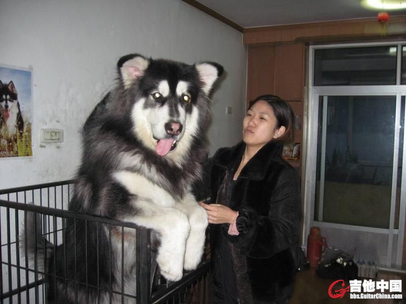 很威风的大家伙.jpg