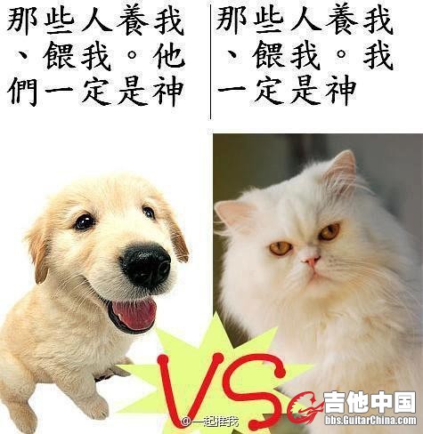 猫.jpg