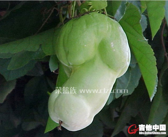 水果.jpg