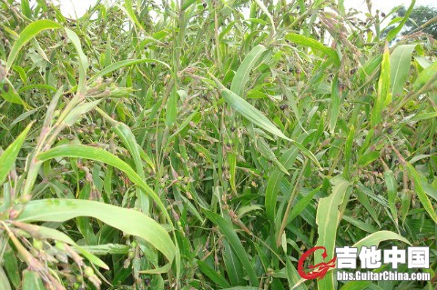 油炸牛角兔.jpg