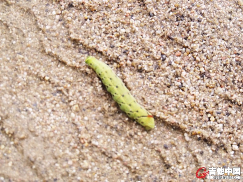 2012_28毛毛虫A.JPG