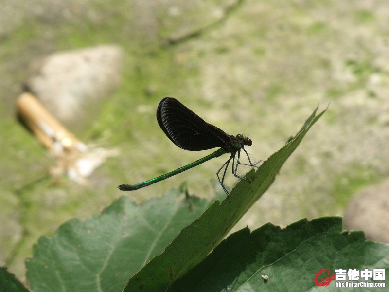 DSCF0526.JPG
