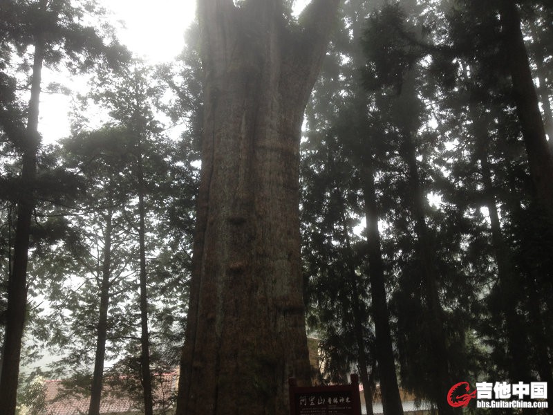 阿里山神树