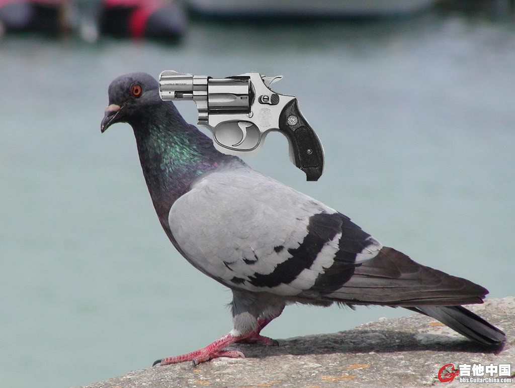 pigeon.jpg