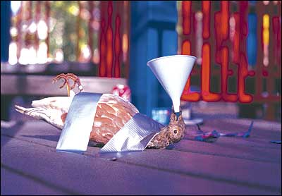 dove1.jpg